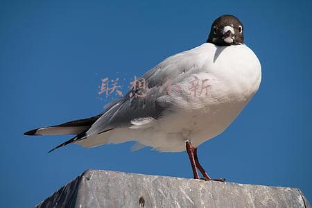 联想小新