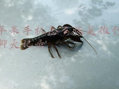 苹果手机怎么恢复微信聊天记录的内容(如何在手机上恢复微信聊天记录 iPhone恢复教程)