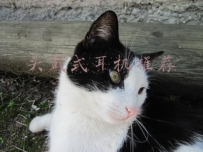 2000元头戴式耳机推荐(2021双11头戴式降噪耳机购买攻略：118款头戴式耳机降噪实力排名)