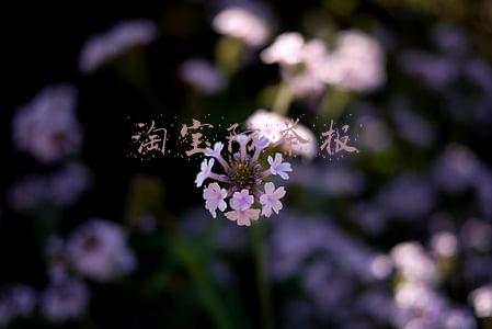 淘宝防举报