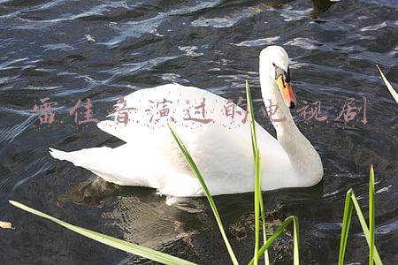 袁泉雷佳音新电视剧(正午阳光“上新”，雷佳音、袁泉再聚首！《落花时节》更名《相逢时节》下周三开播)