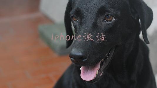 iphone激活