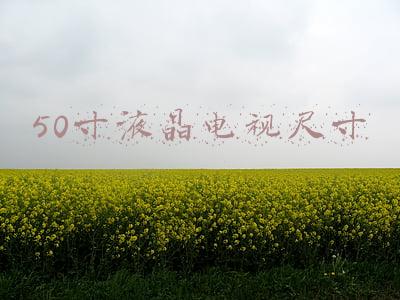 50寸液晶电视尺寸