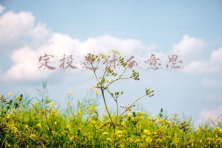 定投是什么意思
