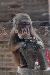 宠物店加盟要多少钱