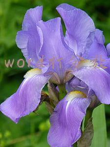 word打分数