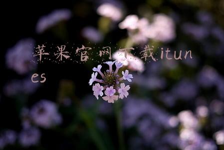 苹果官网下载itunes
