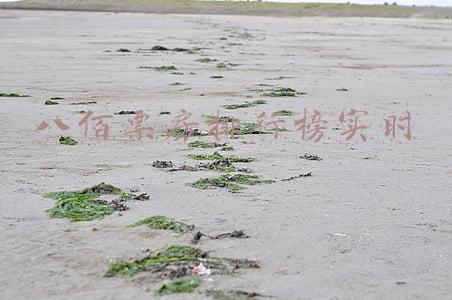 八佰票房排行榜实时