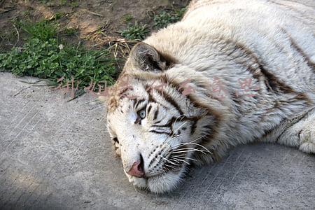 御姐是什么意思