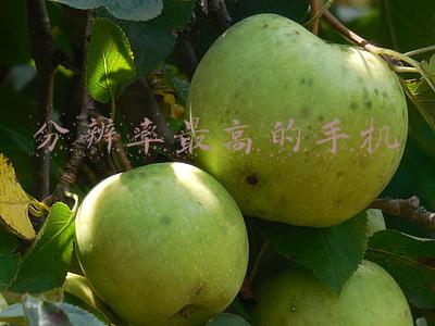 分辨率最高的手机