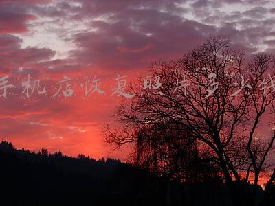 手机维修店能恢复照片吗_手机店可以恢复照片吗