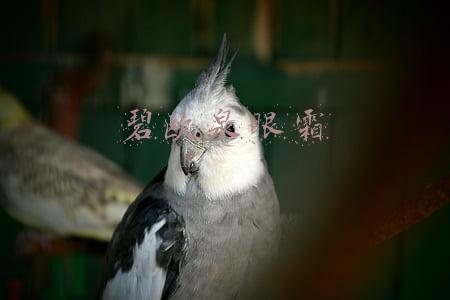 碧欧泉眼霜