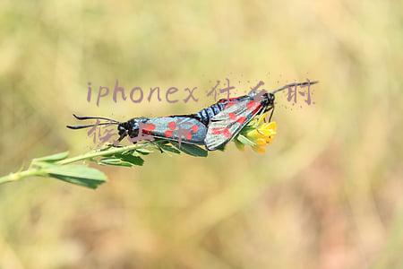 iphonex什么时候上市
