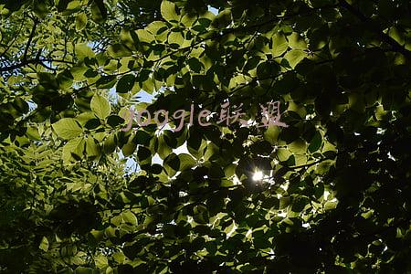 google翻译(Google翻译中的实时语音翻译)
