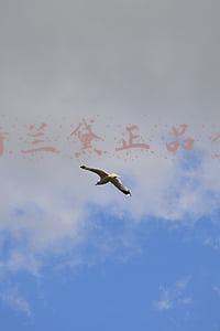 雅诗兰黛正品查询