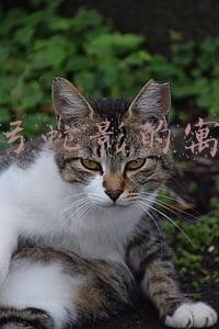 杯弓蛇影的寓意和道理(「成语典故」杯弓蛇影——经典成语故事)