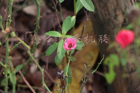 怎么贴手机膜