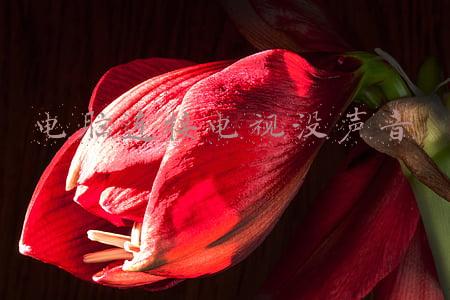 电脑连接电视没声音怎么回事(电视丨电视机突然没有声音的原因 电视机突然没有声音的解决方法)