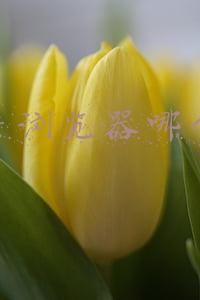 图片浏览器哪个好