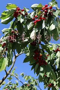 自驾租车神州租车