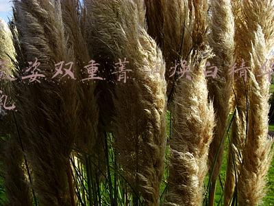 娇润双萃精华(赢在抗老起跑线，2021年六大去皱抗老精华推荐)
