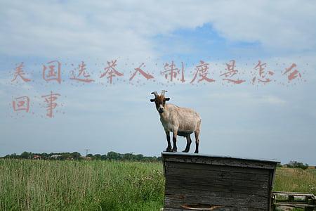 美国选举人制度是怎么回事
