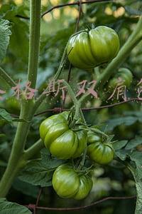 泰格斯双肩包