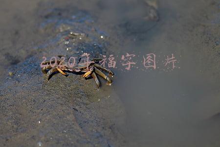 2020新年福字图片大全(喜庆新年福虎图系列壁纸)