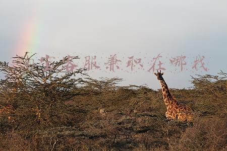 淘宝客服兼职在哪找