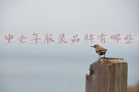 中老年人服装品牌(老年代步车哪个品牌比较好？“口碑榜”前5名来了，你会选哪个？)