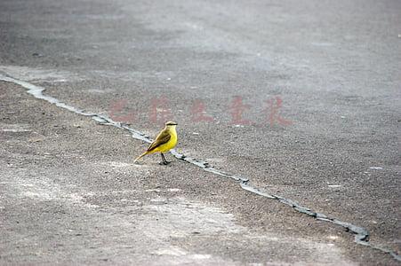 巴菲豆童装