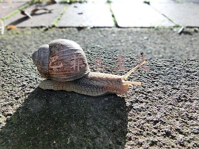巴比豆童装品牌(100件童装比较试验：巴布豆、卓诗尼绳带要求不达标)