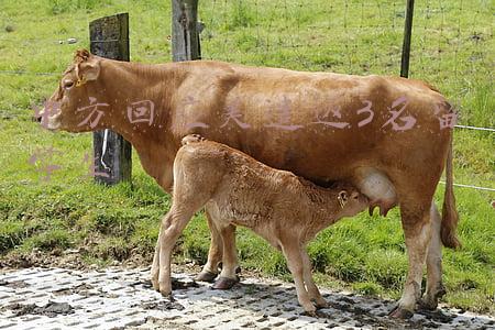 中方回应美遣返3名留学生x(外交部回应美国遣返3名中国留学生：严重破坏正常人文交流)