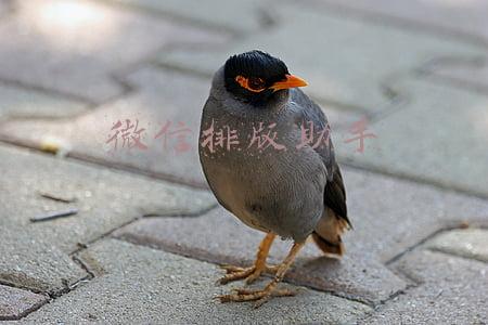 微信排版助手工具有哪些(分享6个运营必用的软件，从运营到设计都有)