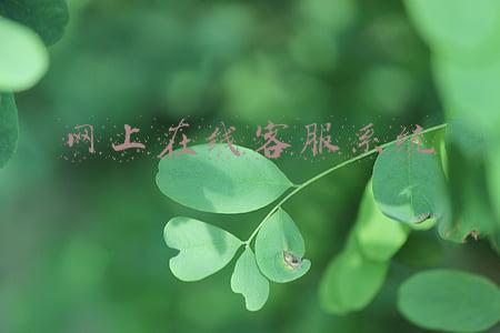 在线网络客服(在线客服系统排行榜)