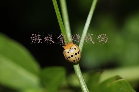 游戏能赚钱吗