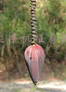 智能手机推荐天语