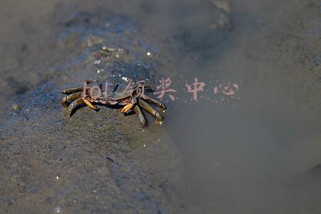 lol 领奖中心