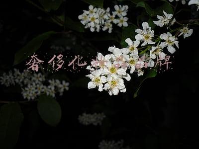 奢侈化妆品品牌