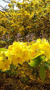 网上订票提前几天取票(最多可提前15天买票)