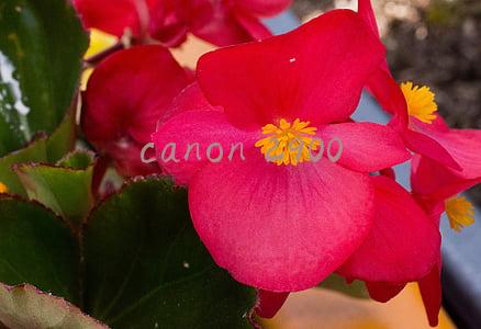 canon 2900