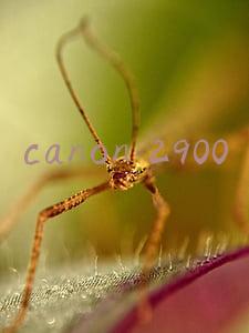 canon 2900