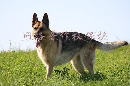 网络著作权保护的开题报告(产业·观察｜国民科普品牌与网络平台合作带来思考：出版业未来核心竞争力是什么？)