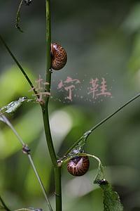 李宁鞋
