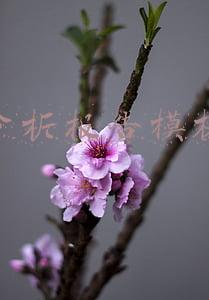 分析报告模板