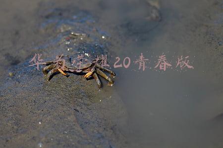 华为荣耀20青春版内屏坏了多少钱(手机一摔就裂屏？别怕，未来手机屏幕可能是钻石做的)