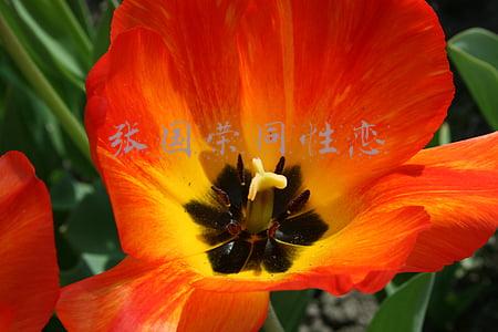 同性恋测试问卷(日本东京明年将引入“同性伴侣关系制度”)