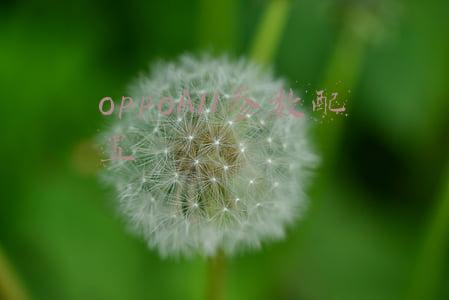 oppoA11参数配置