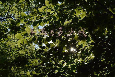 苹果8多少钱