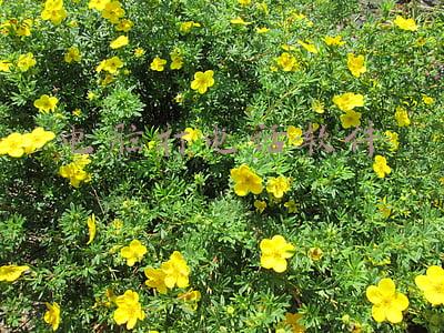 电脑打电话软件多少钱(钻漏洞花1元“充值”88万余元)